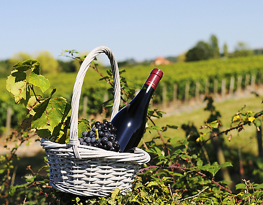 포토 JPG 해외이미지 음료 잎 농업 자연 요리 사람없음 야외 교회 바구니 와인 수확 시골 지역 해외202004 해외포토 식물 산업 종교건축 주류 건물 생태계 파일형식 이미지허브