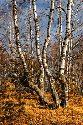 포토 JPG 해외이미지 나무 계절 공원 도로 줄기 잎 자연 아침 풍경 사람없음 야외 초록색 여름 빛 컬러풀 햇빛 노란색 가을 나뭇가지 숲 러시아 자작나무 내추럴 해외202004 해외포토 주간 식물 공공시설 유럽 길 컬러 교통시설 태양 생태계 파일형식 이미지허브