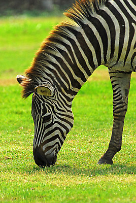 포토 JPG 해외이미지 동물 야생동물 밭 포유류 동물원 사람없음 초록색 머리 줄무늬 게임 오픈 먹기 꼬리 얼룩말 이국적 해외202004 해외포토 컬러 무늬 농업 모션 놀이 신체부위 말_동물 파일형식 이미지허브