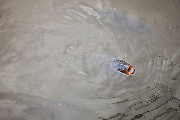 포토 JPG 해외이미지 동물 여행 모션 자연 휴가 새로움 어류 사람없음 가로 물 파란색 빛 강 우주 수중 수영 연못 그룹 은색 가득함 각도 북쪽 깊이 테마 해외202004 해외포토 자연요소 컬러 컨셉 수중동물 수상스포츠 방향 생태계 파일형식 이미지허브