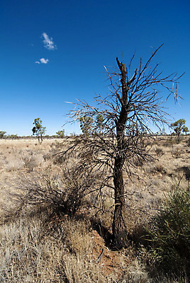 포토 JPG 해외이미지 나무 구름 꽃 모래 여행 오렌지 자연 하늘 산 풍경 사람없음 빨간색 파란색 태양 일출 사진촬영 일몰 사막 시골 황무지 오세아니아 호주 광 오지 해외202004 해외포토 자연요소 식물 나라 컬러 과일 노을 촬영 생태계 파일형식 이미지허브