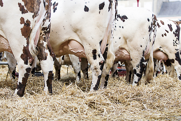포토 JPG 해외이미지 이동 농업 사람없음 금융 우유 프랑스 분노 고속도로 소 농부 상품 잼 2015년 트랙터 1월 반항 2016년 노르망디 위기 정책 주장 항의 헬프 파리(프랑스) 해외202004 해외포토 직업 감정 유럽 산업 도로 컨셉 포유류 모션 유제품 경제 도움 날짜 소스_음식 농기계 연도 특수차량 파일형식 이미지허브