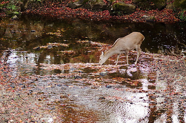 포토 JPG 해외이미지 동물 공원 여자 아시아 야생동물 잎 오렌지 포유류 자연 사람없음 야외 초록색 물 일본 마시기 사찰 먹이 방목 먹기 내추럴 아기사슴 인기 해외202004 해외포토 자연요소 식물 공공시설 나라 새끼 컬러 과일 종교건축 모션 사슴 사람 축산업 생태계 파일형식 이미지허브