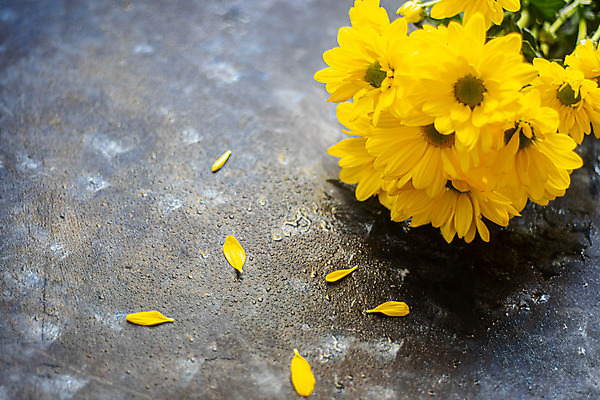 포토 JPG 해외이미지 식물 꽃잎 꽃 분홍색 꽃다발 꽃무늬 자연 국화 사람없음 초록색 노란색 정원 봄 벚꽃 흰색 개화 고립 해외202004 해외포토 계절 컬러 무늬 생태계 파일형식 이미지허브