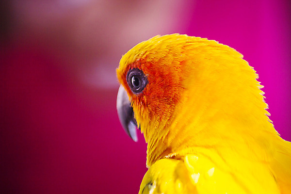 포토 JPG 해외이미지 동물 얼굴 야생동물 백그라운드 날개 오렌지 자연 조류 사랑 앉기 사람없음 빨간색 초록색 파란색 반려동물 컬러풀 태양 노란색 나뭇가지 황금 작음 먹기 깃털 앵무새 내추럴 고립 동물상 이국적 잉꼬 해외202004 해외포토 자연요소 나무 감정 컬러 과일 모션 신체부위 조형물 크기 생태계 파일형식 이미지허브