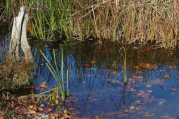 포토 JPG 해외이미지 나무 식물 구름 호수 야생동물 자연 하늘 풍경 사람없음 야외 목재 초록색 물 여름 파란색 환경 정원 봄 연못 신선 황무지 습지 숲 생태계 북쪽 내추럴 변소 생태학 해외202004 해외포토 자연요소 동물 계절 교육 컬러 재료 방향 파일형식 이미지허브