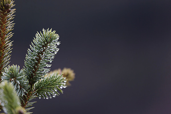 포토 JPG 해외이미지 줄기 백그라운드 컨셉 크리스마스 겨울 자연 아이디어 사람없음 가로 초록색 물 미국 봄 물방울 소나무 이슬 빗방울 심볼 묘사 추수감사절 알래스카 내추럴 해외202004 해외포토 자연요소 나무 식물 계절 기념일 기독교 컬러 북아메리카 비_날씨 생태계 파일형식 이미지허브