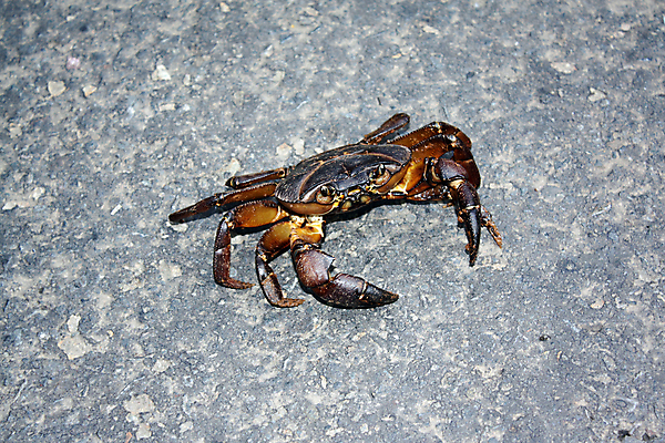 포토 JPG 해외이미지 동물 도로 야생동물 포유류 생물 종류 양서류 사람없음 갈색 게 황금 위험 발톱 이국적 해외202004 해외포토 길 컬러 컨셉 교통시설 발 갑각류 파일형식 이미지허브