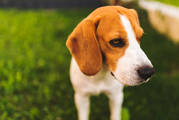 포토 JPG 해외이미지 동물 포유류 자연 휴식 따뜻함 건강 피곤 잔디 사람없음 야외 초록색 반려동물 걷기 정원 에너지 뜨거움 개 그늘 흥분 사냥개 비글 송곳니 숨기 유래 해외202004 해외포토 식물 감정 컬러 컨셉 모션 치아 생태계 파일형식 이미지허브