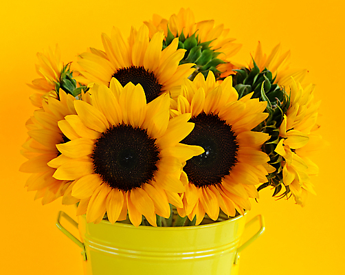 포토 JPG 해외이미지 식물 꽃잎 꽃 꽃다발 백그라운드 꽃무늬 오렌지 자연 해바라기 사람없음 장식 여름 컬러풀 태양 노란색 금속 꽃병 개화 그룹 닫기 컨테이너 다발 배열 양동이 묘사 원예 통조림 내추럴 강렬 정물화 해외202004 해외포토 자연요소 계절 산업 컬러 무늬 과일 모션 재질 취미 그림 생태계 파일형식 이미지허브