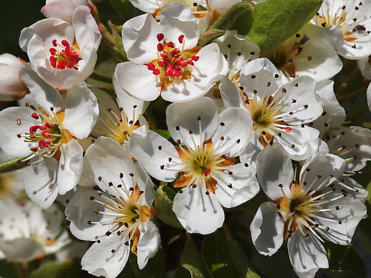 포토 JPG 해외이미지 나무 식물 계절 공원 꽃잎 꽃 분홍색 백그라운드 잎 겨울 꽃무늬 농업 과일 중동 자연 휴가 새로움 풍경 사람없음 야외 목재 가로 여름 태양 정원 맑음 축제 봄 견과류 벚꽃 흰색 나뭇가지 시골 개화 체리 사과 과수원 그리스 아몬드 내추럴 이스라엘 해외202004 해외포토 자연요소 공공시설 유럽 나라 산업 컬러 컨셉 무늬 재료 날씨 생태계 서아시아 파일형식 이미지허브