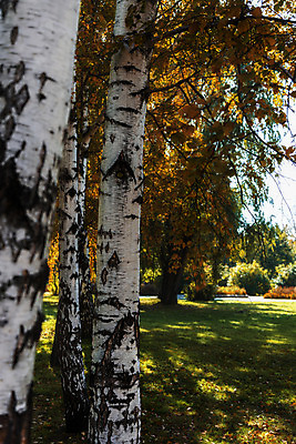포토 JPG 해외이미지 나무 계절 공원 도로 길 잎 오렌지 자연 풍경 사람없음 야외 목재 빨간색 초록색 빛 컬러풀 햇빛 태양 노란색 환경 가을 숲 내추럴 해외202004 해외포토 자연요소 식물 공공시설 컬러 과일 재료 교통시설 생태계 파일형식 이미지허브