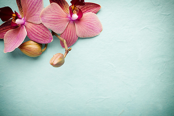 포토 JPG 해외이미지 식물 꽃잎 꽃 줄기 분홍색 백그라운드 자연 사람없음 스파 침묵 봄 난초 오브젝트 장면 해외202004 해외포토 계절 컬러 소리 생태계 파일형식 이미지허브