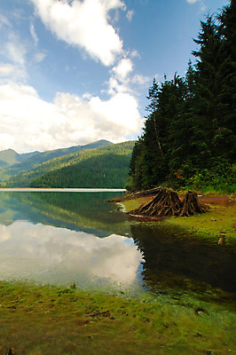 포토 JPG 해외이미지 줄기 산 요정 이야기 이끼 사람없음 목재 물 반사 꿈 젖음 무대 덮개 마법사 투명 크리스탈 마법 설정 도예가 황새 해외202004 해외포토 자연요소 나무 식물 직업 재료 조류 뚜껑 광석 파일형식 이미지허브