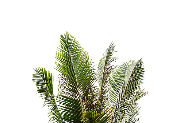 포토 JPG 해외이미지 나무 식물 줄기 백그라운드 잎 부분 자연 손바닥 사람없음 야외 초록색 성장 흰색 나뭇가지 숲 내추럴 고립 이국적 해외202004 해외포토 손 컬러 생태계 파일형식 이미지허브