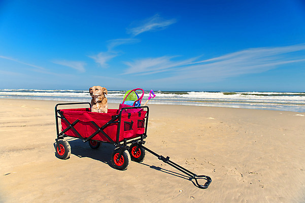 포토 JPG 해외이미지 동물 모래 바다 휴가 풍경 사람없음 빨간색 여름 반려동물 수건 장난감 갈색 카트 운전 바퀴 서핑 유머 개 잡종 옛날 수평선 해외202004 해외포토 계절 감정 컬러 포유류 모션 위생용품 수상스포츠 파일형식 이미지허브