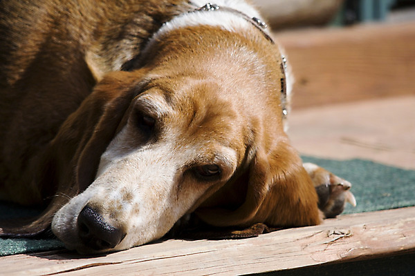 포토 JPG 해외이미지 동물 포유류 휴식 피곤 사람없음 반려동물 갈색 흰색 개 사냥개 송곳니 해외202004 해외포토 컬러 컨셉 치아 파일형식 이미지허브