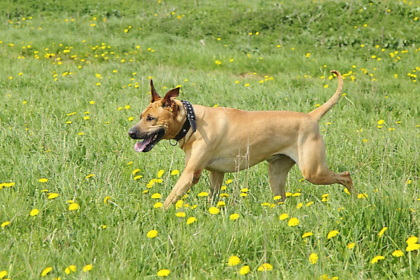 포토 JPG 해외이미지 식물 동물 응시 꽃 밭 모션 자연 사람없음 빨간색 초록색 반려동물 달리기 노란색 개화 개 민들레 꼬리 해외202004 해외포토 시선 컬러 농업 포유류 생태계 파일형식 이미지허브