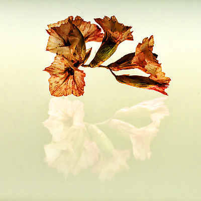 포토 JPG 해외이미지 식물 계절 공원 꽃 문화 잎 꽃무늬 농업 자연 사람없음 빨간색 초록색 정원 검은색 봄 젖음 성장 벚꽃 흰색 닫기 4월 5월 건포도 타격 해외202004 해외포토 공공시설 산업 컬러 무늬 모션 포도 날짜 생태계 건과일 파일형식 이미지허브