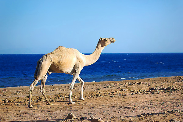 포토 JPG 해외이미지 동물 모래 바다 여행 아프리카 휴가 풍경 사람없음 물 모래사장 마을 사막 승차 해안도시 낙타 팩 홍해 모로코 대서양 안장 단봉낙타 해외202004 해외포토 자연요소 나라 포유류 모션 화장품 도시 파일형식 이미지허브
