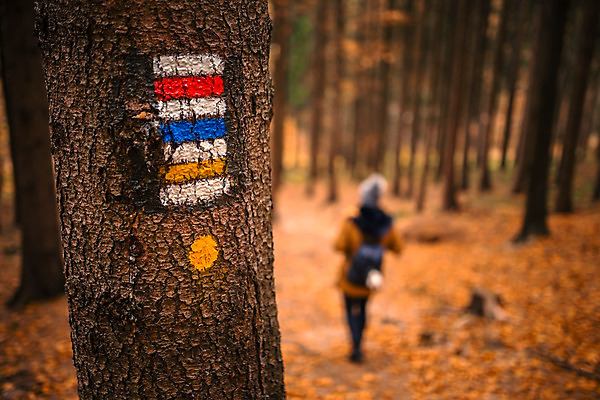 포토 JPG 해외이미지 나무 여자 길 스포츠 여행 백그라운드 가이드 자국 자연 휴가 산 사람없음 야외 목재 여름 파란색 태양 여행객 맑음 페인트 줄무늬 산책 트래킹 하이킹 흰색 시간 숲 오솔길 방향 심볼 흔적 사인 나무껍질 내추럴 루트 방법 선로 해외202004 해외포토 자연요소 식물 직업 계절 컬러 무늬 재료 레저 날씨 휴식 사람 껍질 생태계 파일형식 이미지허브