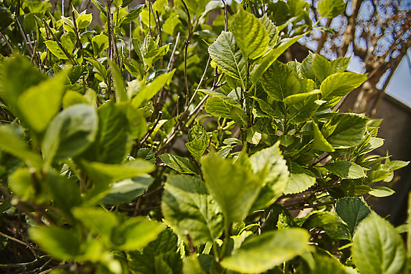 포토 JPG 해외이미지 식물 유럽 잎 사람없음 정원 봄 이탈리아 개화 수국 영원 해외202004 해외포토 계절 꽃 나라 파일형식 이미지허브