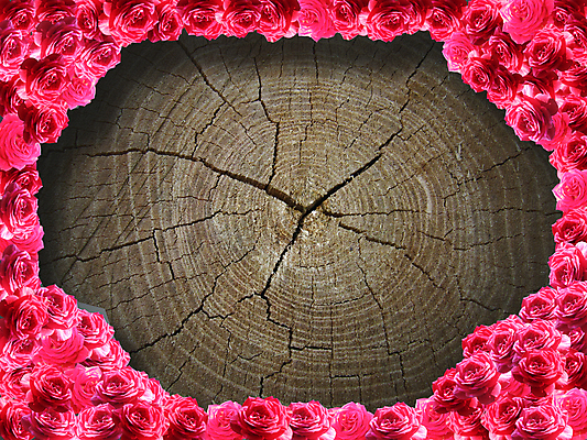 포토 JPG 해외이미지 식물 꽃 백그라운드 패턴 자연 벽지 추상 건조 사람없음 목재 빛 장미 검은색 어둠 공백 수확 시골 거친 균열 묘사 유기농 질감 다리찢기 내추럴 그런지 엘리먼트 해외202004 해외포토 나무 웰빙 컬러 무늬 농업 재료 모션 생태계 파일형식 이미지허브