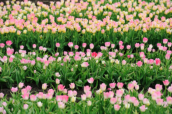 포토 JPG 해외이미지 식물 계절 공원 꽃잎 꽃 줄기 분홍색 꽃다발 백그라운드 잎 꽃무늬 밭 자연 휴가 발렌타인데이 선물 사랑 사람없음 장식 초록색 컬러풀 태양 노란색 우주 정원 맑음 보라색 봄 활발 튤립 벚꽃 흰색 축하 신선 생일 개화 우아함 내추럴 해외202004 해외포토 자연요소 공공시설 기념일 감정 컬러 컨셉 무늬 농업 데이이벤트 날씨 생태계 파일형식 이미지허브