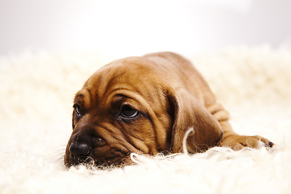 포토 JPG 해외이미지 한마리 반려견 새끼 엎드리기 실내 사람없음 반려동물 귀여움 카펫 강아지 닥스훈트 흰배경 양털 해외202004 해외포토 동물 1 백그라운드 컨셉 모션 내부 흰색 개 파일형식 이미지허브