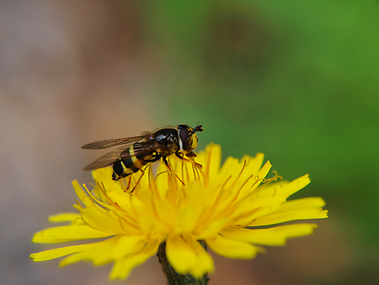 포토 JPG 해외이미지 식물 동물 계절 꽃 행복 음식 곤충 백그라운드 꽃무늬 패턴 밭 오렌지 자연 하늘 사람없음 야외 초록색 여름 파란색 컬러풀 태양 노란색 정원 맑음 봄 벚꽃 신선 업무 황금 닫기 달콤 큼 벌 먹기 장면 내추럴 고립 넘어짐 해외202004 해외포토 자연요소 감정 컬러 무늬 농업 과일 모션 날씨 작업 맛 크기 생태계 파일형식 이미지허브