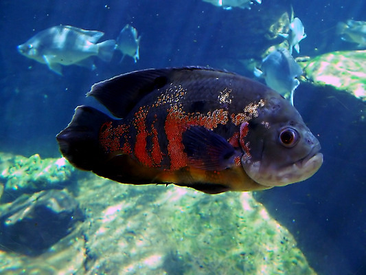 포토 JPG 해외이미지 바다 여행 자연 휴가 어류 사람없음 물 암초 수족관 잉어 몰타섬 베이스 송어 해외202004 해외포토 자연요소 섬 현악기 수중동물 생태계 몰타 파일형식 이미지허브
