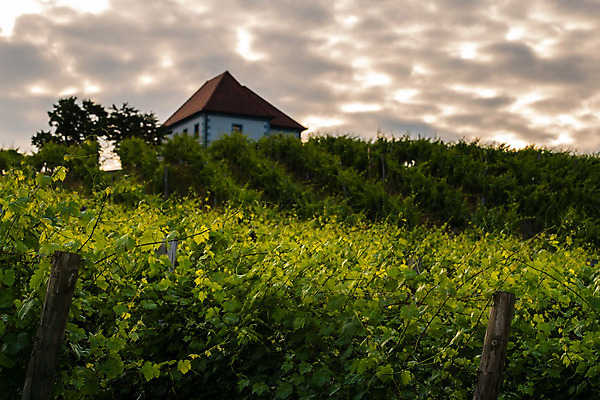 포토 JPG 해외이미지 유럽 백그라운드 농업 자연 하늘 포도 파노라마 풍경 사람없음 초록색 여름 태양 일출 와인 계곡 맑음 일몰 봄 이탈리아 수확 가을 시골 지중해 언덕 포도밭 포도나무 산기슭 밭일 양조장 옛날 토스카나 해외202004 해외포토 자연요소 계절 나라 산업 바다 컬러 밭 과일 날씨 산 주류 촬영기법 노을 과일나무 생태계 파일형식 이미지허브