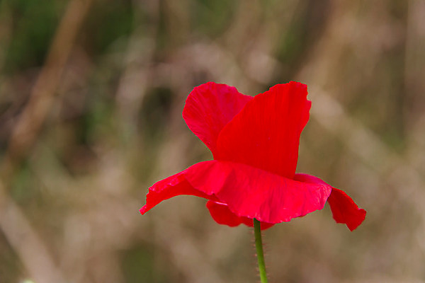 포토 JPG 해외이미지 식물 꽃 분홍색 백그라운드 꽃무늬 밭 자연 프레임 사람없음 장식 빨간색 초록색 봄 들꽃 벚꽃 흰색 시골 싱글 양귀비 해외202004 해외포토 계절 컬러 무늬 농업 생태계 파일형식 이미지허브