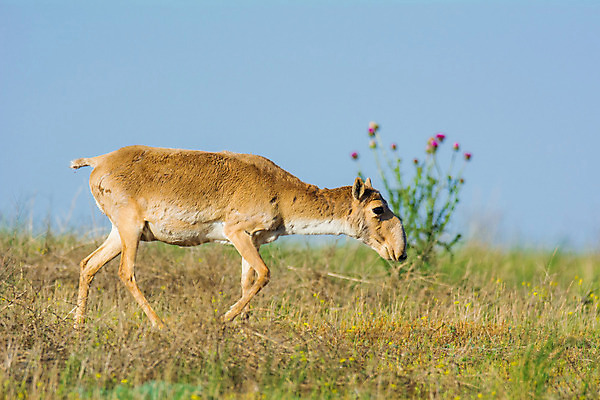 포토 JPG 해외이미지 동물 여자 남자 야생동물 포유류 자연 뿔 풍경 사람없음 뜨거움 군중 갈증 러시아 영양 가뭄 러시아인 스텝 해외202004 해외포토 서양인 유럽 날씨 사람 생태계 파일형식 이미지허브