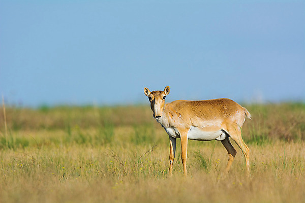 포토 JPG 해외이미지 동물 여자 남자 야생동물 포유류 자연 뿔 풍경 사람없음 뜨거움 군중 갈증 러시아 영양 가뭄 러시아인 스텝 해외202004 해외포토 서양인 유럽 날씨 사람 생태계 파일형식 이미지허브