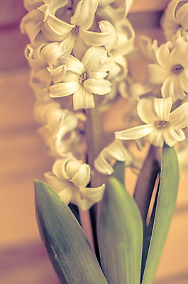 포토 JPG 해외이미지 식물 꽃잎 꽃 줄기 분홍색 꽃다발 꽃무늬 자연 사람없음 장식 초록색 파란색 컬러풀 갈색 정원 보라색 벚꽃 흰색 신선 개화 우아함 다발 묘사 오브젝트 원예 향기 심플 트럼펫 내추럴 칼라꽃 히아신스 해외202004 해외포토 컬러 컨셉 무늬 취미 금관악기 생태계 냄새 파일형식 이미지허브