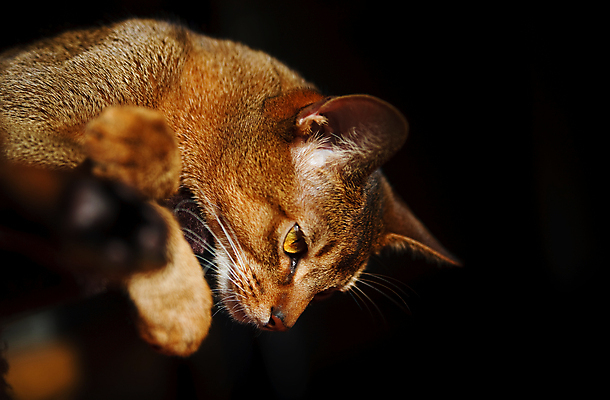 포토 JPG 해외이미지 동물 응시 남자 얼굴 포즈 백그라운드 오렌지 장난 자연 수염 털 앉기 사람없음 빨간색 반려동물 갈색 고양이 흰색 표현 작음 호기심 귀 육식동물 주목 집게발 해외202004 해외포토 시선 감정 컬러 컨셉 과일 포유류 모션 사람 신체부위 크기 생태계 파일형식 이미지허브