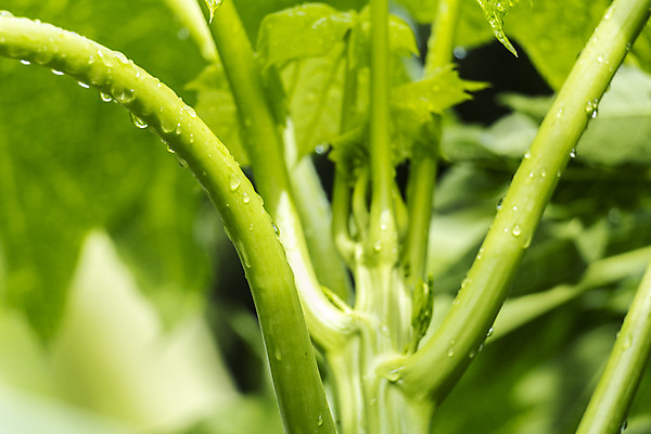 포토 JPG 해외이미지 나무 식물 1 음식 백그라운드 잎 과일 비즈니스 자연 벽지 추상 그림자 사람없음 초록색 빛 정원 검은색 성장 나뭇가지 신선 닫기 질감 내추럴 고립 파파야 해외202004 해외포토 컬러 무늬 모션 열대과일 생태계 파일형식 이미지허브