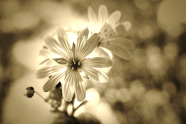 포토 JPG 해외이미지 계절 꽃 백그라운드 추상 사람없음 초록색 파란색 검은색 봄 흰색 부드러움 많음 해외202004 해외포토 식물 컬러 컨셉 무늬 감각 파일형식 이미지허브