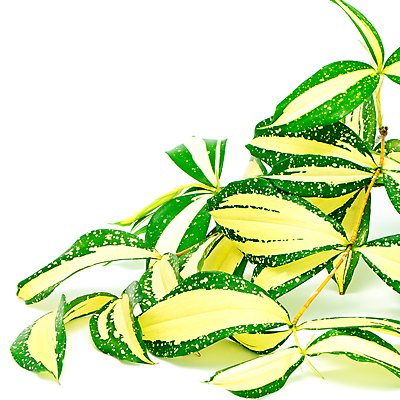 포토 JPG 해외이미지 식물 화초 백그라운드 잎 자연 주택 실내 취미 사람없음 야외 장식 초록색 여름 노란색 평화 성장 흰색 나뭇가지 신선 화려 냄비 오브젝트 상록수 고립 심기 해외202004 해외포토 나무 계절 컬러 컨셉 모션 내부 건물 솥 생태계 파일형식 이미지허브