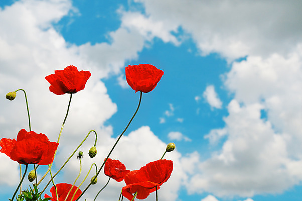 포토 JPG 해외이미지 식물 구름 계절 꽃 백그라운드 잎 꽃무늬 밭 자연 하늘 풍경 사람없음 빨간색 초록색 여름 파란색 햇빛 정원 맑음 보라색 봄 벚꽃 시골 허브 원예 양귀비 진홍색 천국 흐림 해외202004 해외포토 자연요소 컬러 무늬 농업 날씨 취미 태양 생태계 파일형식 이미지허브