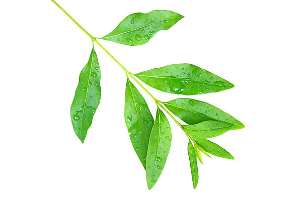 포토 JPG 해외이미지 나무 식물 백그라운드 단풍 잎 자연 아침 추상 사람없음 야외 초록색 물 빛 햇빛 환경 정원 맑음 화목 봄 젖음 성장 흰색 물방울 신선 닫기 떨어짐 숲 빗방울 순수 유기농 아이비 내추럴 고립 떠남 생태학 해외202004 해외포토 주간 자연요소 웰빙 계절 교육 컬러 컨셉 무늬 모션 날씨 태양 비_날씨 생태계 파일형식 이미지허브