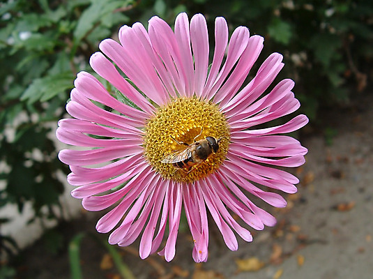포토 JPG 해외이미지 식물 꽃잎 꽃 분홍색 곤충 백그라운드 잎 꽃무늬 자연 휴식 사람없음 장식 초록색 노란색 정원 침대 뜨거움 우아함 향기 꽃가루 꿀 꽃수술 막자 해외202004 해외포토 동물 컬러 가구 컨셉 무늬 가루 생태계 냄새 파일형식 이미지허브