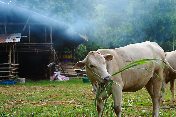 포토 JPG 해외이미지 동물 백그라운드 밭 농업 포유류 자연 하늘 풍경 사람없음 초록색 여름 파란색 농장 검은색 소고기 우유 흰색 시골 소 먹기 밭일 해외202004 해외포토 계절 산업 컬러 모션 유제품 육류 생태계 파일형식 이미지허브