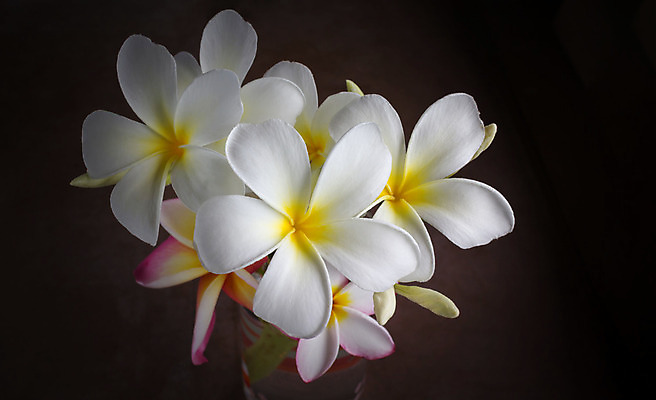 포토 JPG 해외이미지 꽃 백그라운드 유리 사람없음 빛 노란색 우주 어둠 공백 흰색 다발 지역 해외202004 해외포토 식물 컬러 재질 파일형식 이미지허브