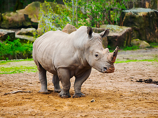 포토 JPG 해외이미지 동물 1 공원 야생동물 포유류 아프리카 자연 초식동물 휴가 뿔 동물원 사람없음 야외 검은색 힘 산책 게임 고리 황무지 위험 큼 사파리 입술 코 멸종 코뿔소 남쪽 내추럴 사바나 해외202004 해외포토 공공시설 나라 컬러 컨셉 놀이 휴식 신체부위 크기 방향 생태계 파일형식 이미지허브