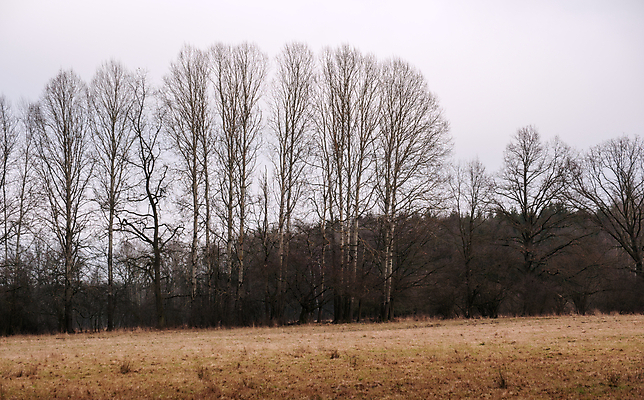 포토 JPG 해외이미지 나무 겨울 자연 날씨 풍경 사람없음 야외 목재 검은색 어둠 회색 추위 안개 가을 흰색 나뭇가지 분위기 숲 신비 장면 공상 나쁜 뿌연 우울감 해외202004 해외포토 식물 계절 감정 컬러 컨셉 재료 생태계 파일형식 이미지허브
