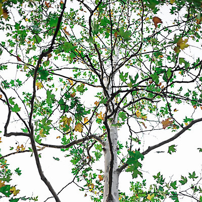 포토 JPG 해외이미지 나무 식물 계절 공원 도로 길 백그라운드 잎 자연 휴식 매달리기 씨앗 풍경 사람없음 야외 초록색 여름 빛 컬러풀 햇빛 태양 정원 맑음 봄 나뭇가지 못 큼 뇌 장면 내추럴 대패 모종 플라타너스 해외202004 해외포토 자연요소 공공시설 컬러 컨셉 교통시설 모션 날씨 공구 크기 생태계 파일형식 이미지허브