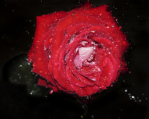 포토 JPG 해외이미지 꽃잎 꽃 분홍색 꽃다발 백그라운드 선물 사랑 사람없음 빨간색 물 새싹 검은색 봄 벚꽃 개화 보석 향수 분무기 고립 해외202004 해외포토 자연요소 식물 계절 감정 컬러 화장품 광석 파일형식 이미지허브