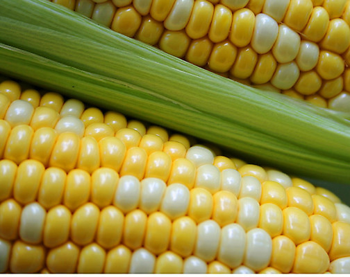 포토 JPG 해외이미지 음식 다이어트 채소 건강 옥수수 사람없음 껍질 신선 맛 알맹이 해외202004 해외포토 컨셉 곡류 파일형식 이미지허브